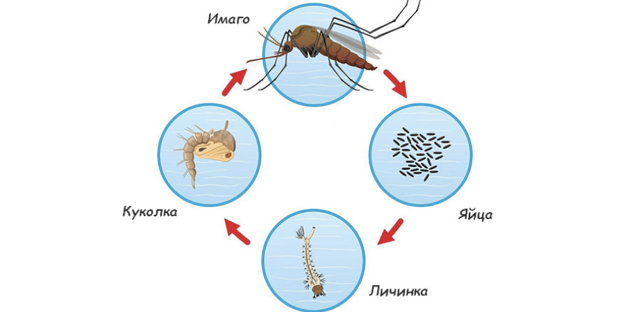 Цикл развития комара обыкновенного. Жизненный цикл обычного комара. Стадии развития комара. Схема развития комара.
